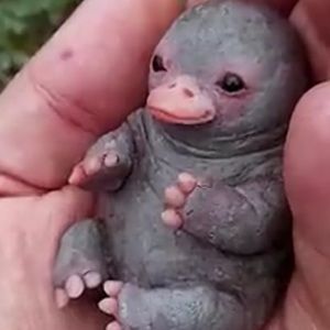 Meet your Posher, Grace